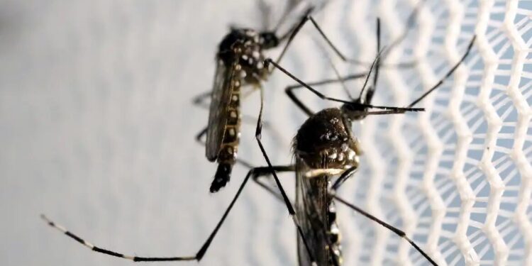 Aedes aegypti: quase metade dos municípios está em alerta ou risco
