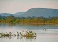 Cerrado brasileiro perdeu 13,9 milhões de hectares de margens de rios
