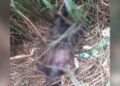 Corpo carbonizado e sem braços e pernas é encontrado em terreno baldio da fronteira