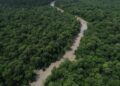 Desmatamento cai 41,8% na Amazônia e 23,8% no Cerrado em um ano