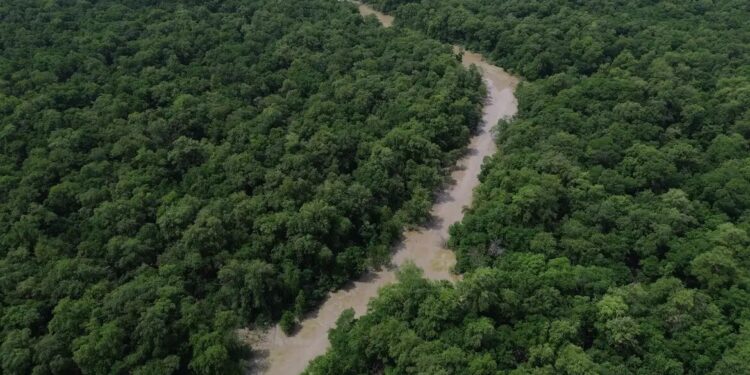 Desmatamento cai 41,8% na Amazônia e 23,8% no Cerrado em um ano