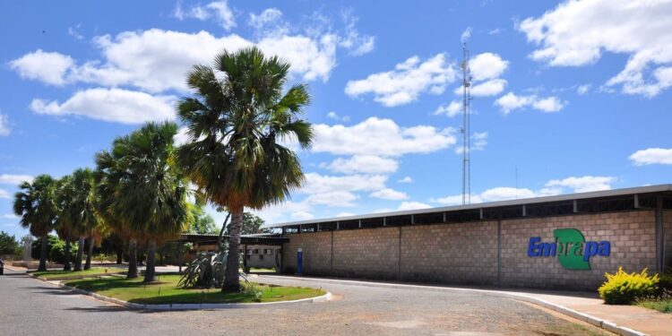 Embrapa é designada como Centro de Referência para Florestas Plantadas