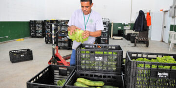 Excedentes de mercados podem alimentar famílias vulneráveis, prevê projeto