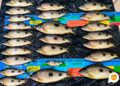 Fiscalização ambiental flagra dupla com peixes fora da medida no Noroeste