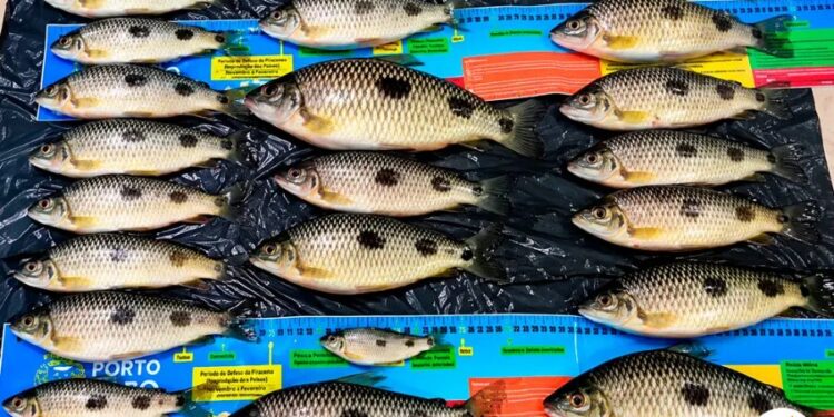 Fiscalização ambiental flagra dupla com peixes fora da medida no Noroeste