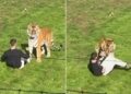 Homem morre ao entrar em recinto de tigre em zoo na Inglaterra; vídeo