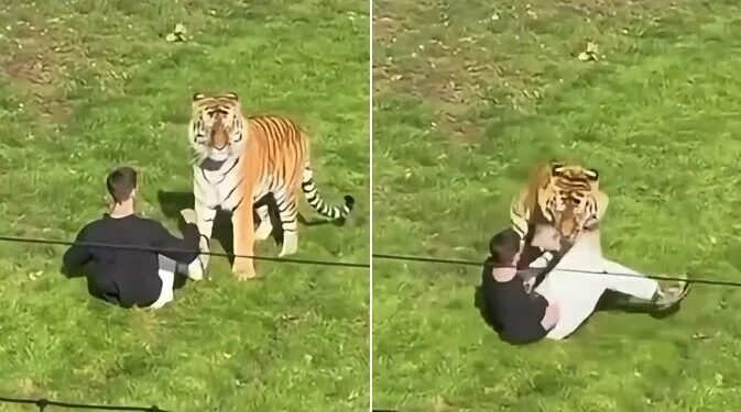 Homem morre ao entrar em recinto de tigre em zoo na Inglaterra; vídeo