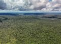 MapBiomas: Amazônia registra menor nível de desmatamento em 41 anos