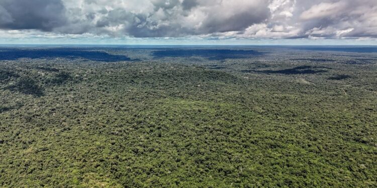 MapBiomas: Amazônia registra menor nível de desmatamento em 41 anos