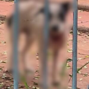 Moradora denuncia abandono de animais no bairro Guanandi