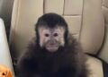 Morre macaco-prego que invadiu condomínio e bebeu garrafa de álcool etílico em Salvador