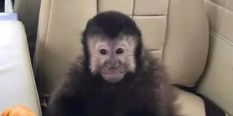 Morre macaco-prego que invadiu condomínio e bebeu garrafa de álcool etílico em Salvador