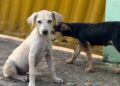 Polícia Civil autua homem por maus-tratos e resgata filhotes de cães em Corumbá