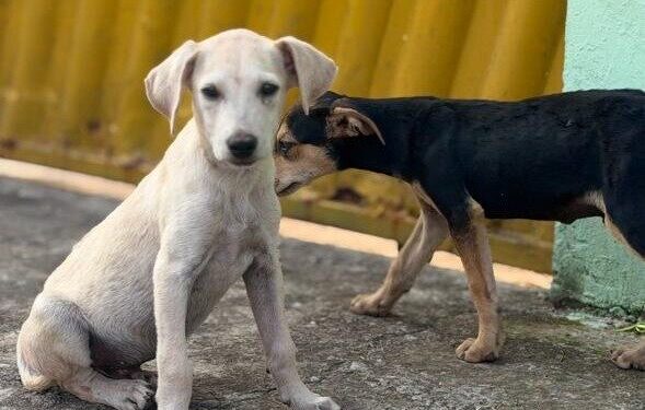 Polícia Civil autua homem por maus-tratos e resgata filhotes de cães em Corumbá