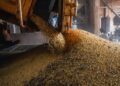 Produção brasileira de grãos deve aumentar apesar do El Niño