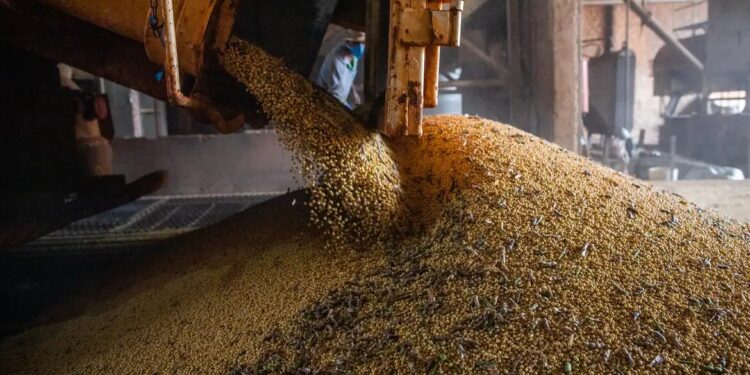 Produção brasileira de grãos deve aumentar apesar do El Niño