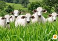 Roubo de 31 cabeças de gado mobiliza Patrulha Rural em Itaúna do Sul