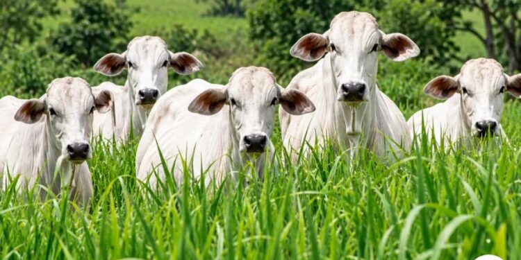 Roubo de 31 cabeças de gado mobiliza Patrulha Rural em Itaúna do Sul