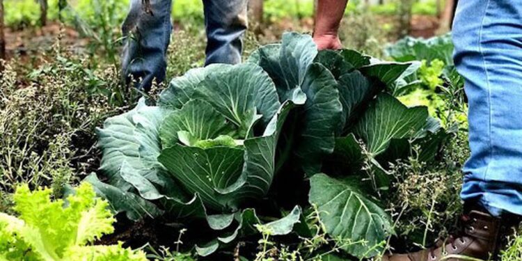 Segurança alimentar exige esforço coletivo e articulação